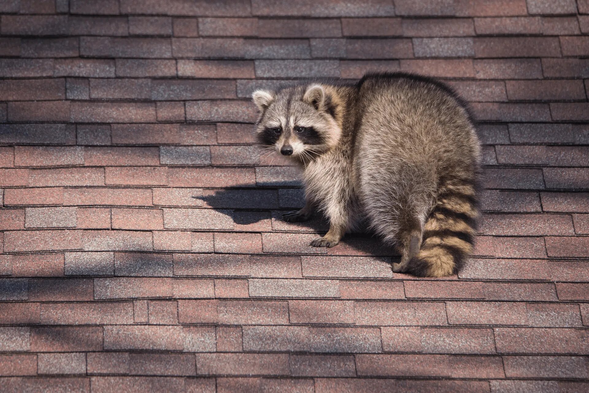 Wildlife Control Blog In Jackson TN | Learn About Wildlife Removal
